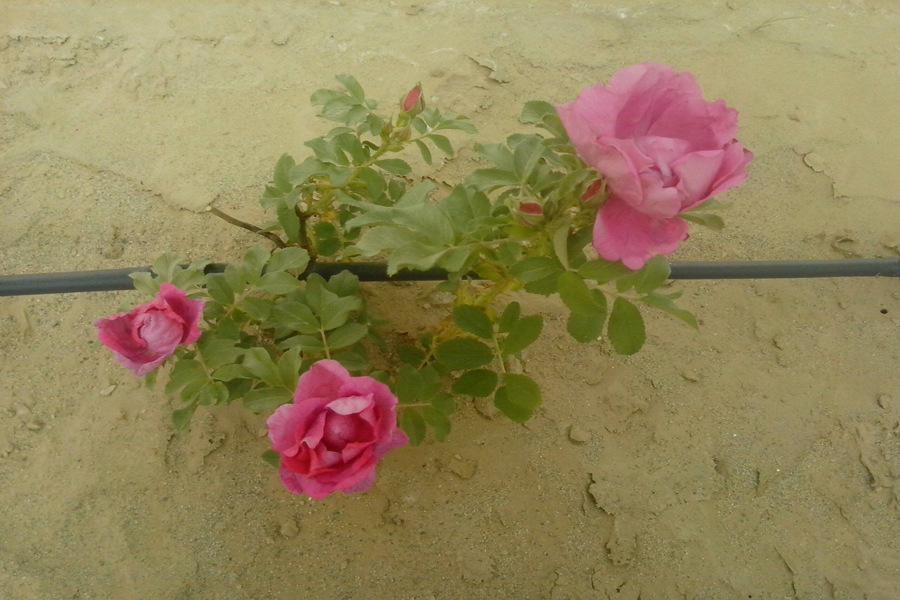 農(nóng)業(yè)節(jié)水設(shè)備-內(nèi)鑲圓柱式滴頭滴灌管-壓力補償式